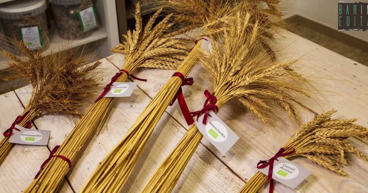Rutigliano, due donne riscoprono dieci grani antichi dimenticati: �Farine pi� nutrienti e sane�